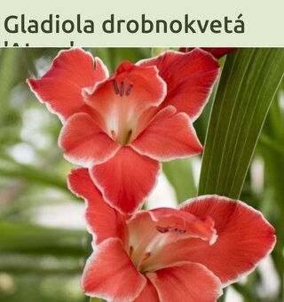 Nana atom, Pávia orchidea, ismena - 3