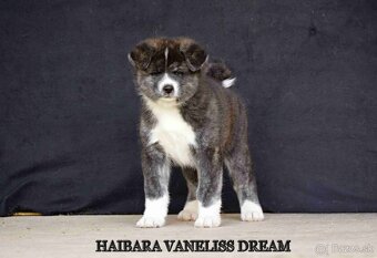 AKITA INU - 3