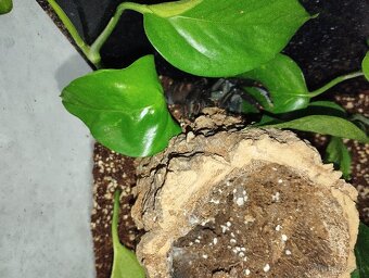 Predám P.Irminia s terarkom - 3