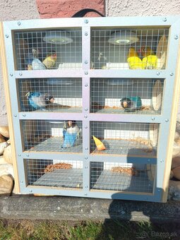 Agapornis škraboškový - 3
