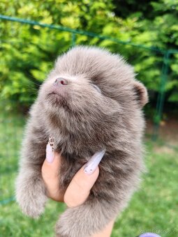 Pomeranian s PP - 3