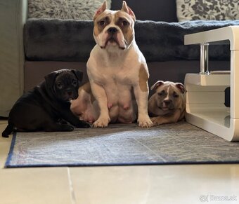 American Bully pocket - 3