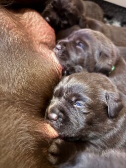 Labrador – čokoládové šteniatka s PP - 3