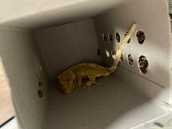 Pagekon riasnatý - 3