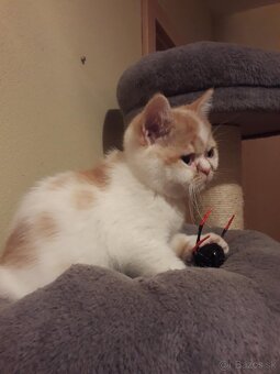 Exotické britské mačiatka - 3