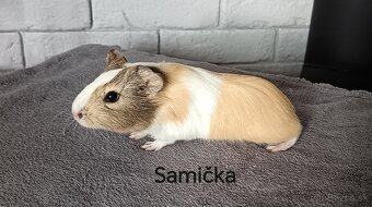 Morské prasiatka - 3