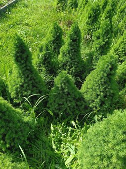 Okrasný stromček conica picea glauca - 3