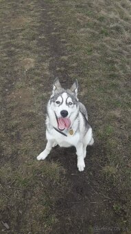 Darujeme Sibírskeho huskyho - 3