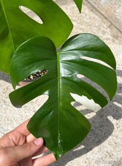 Monstera albo variegata revert - 3