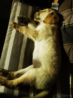 Zlatý retriever - 3