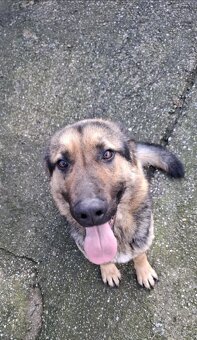 Darujem nemeckèho ovčiaka - 3