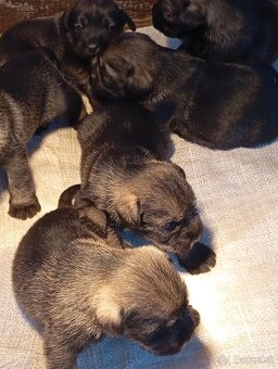 Predám šteniatka Bradáča stredného - 3