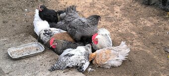 Kohúty, australorp a mix - 3