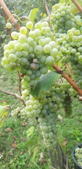 Dám do prenájmu - Vinicu - 3