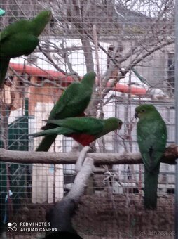 Papagáj královský - 3