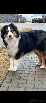 Austrálsky ovčiak - fenka - 3