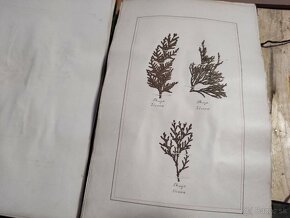 Starožitný Herbár 1892 , 392 exemplárov - 3