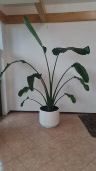 Strelitzia nicolai - 3