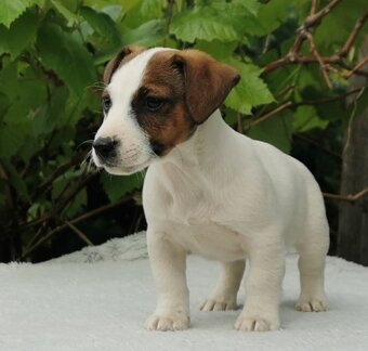 Jack Russel Terier - 3