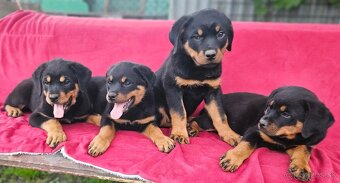 Rotvajler,rotveiler,rotvailer,rotwailer,rotweiler na predaj. - 3