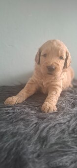 Goldendoodle po rodičoch s pp - 3