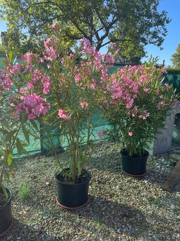 Oleander - 3
