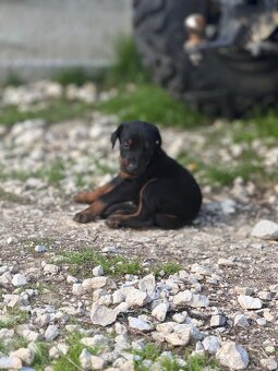 Šteniatka Doberman - 3
