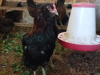 ARAUCANA - 3