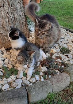 Darujem mačiatka - 3