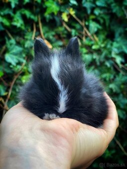 Zakrslý králik-rezervácia - 3