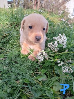 Ponúkam šteniatka. - 3