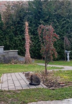 Darujem mačiatka - 3