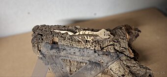 Pagekon riasnaty - 3