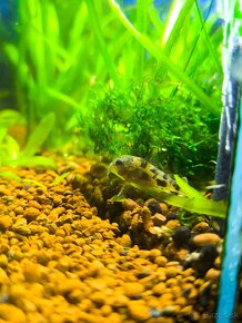 Corydoras paleatus - 3
