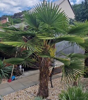 Sadenice palmy Trachycarpus takil x wagnerianus - 3