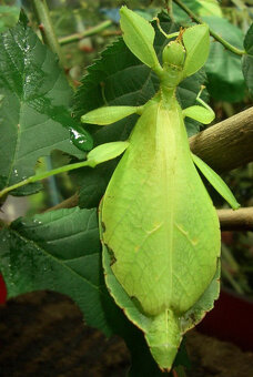 Listovky PSG278 (Phyllium philippinicum) - predám - 3
