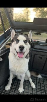 Darujem sibírskeho huskyho - 3