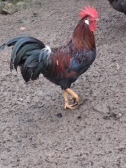 Predám kohútov - 3