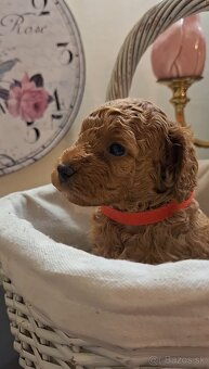 Pudlik pudel trpasličí-fenka - 3