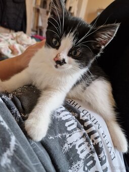 Darujem kocúrika - 3