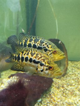 Cichlida Managujska - 3