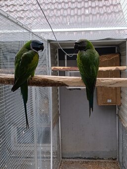 Alexander čínský - 3