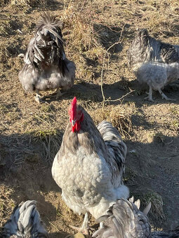 KOHUTY ORPINGTON - 3