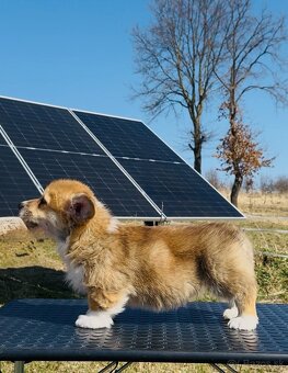Na predaj šteňatá Welsh Corgi Pembroke - 3