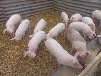 Odstavčata 20-25kg - 3