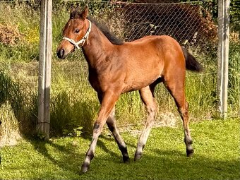 Kobylka Quarter Horse (AQH) - 3
