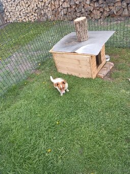 Jack Russell - 3
