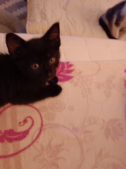 3 mesačný Kocurik Darujem - 3