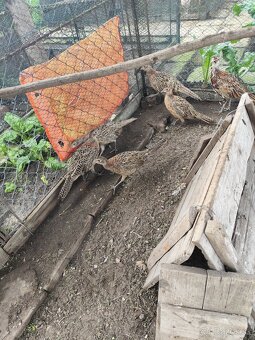 Predám bažantov - SUPER CENA - 3