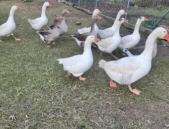 Predám husi - 3